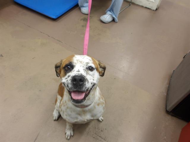 Adoptable Dog