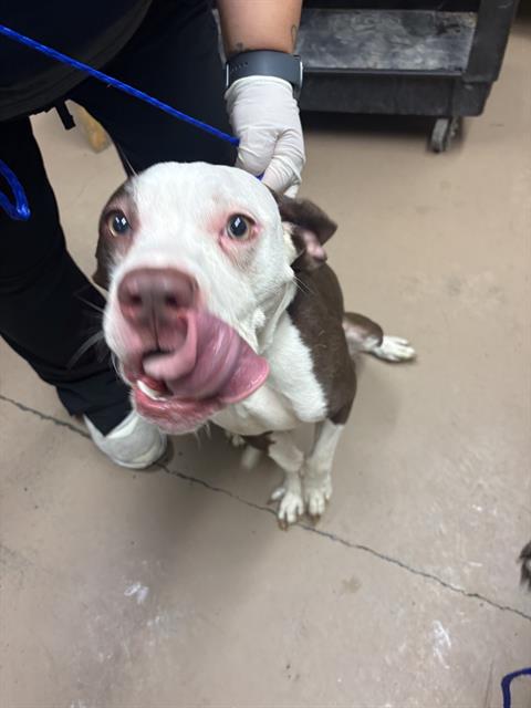 Adoptable Dog
