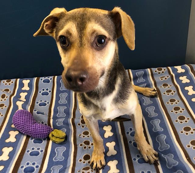 Adoptable Dog