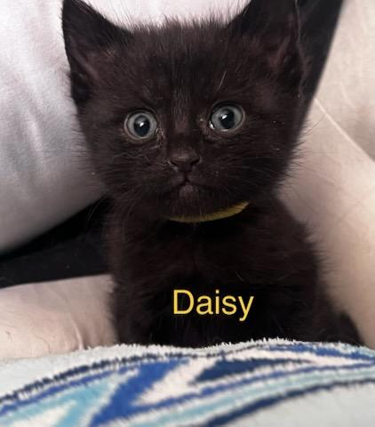 Daisy