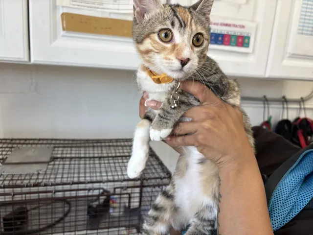 Nala