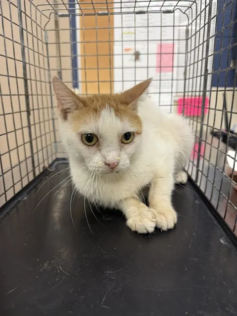 Adoptable Cat