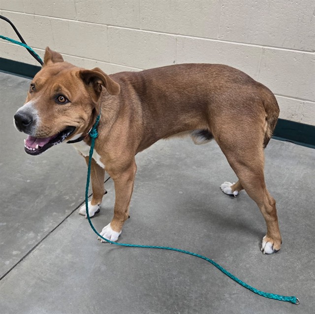 Adoptable Dog