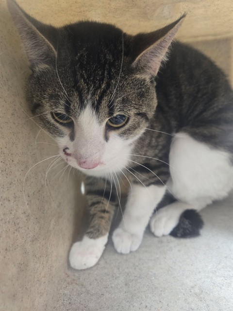 Adoptable Cat
