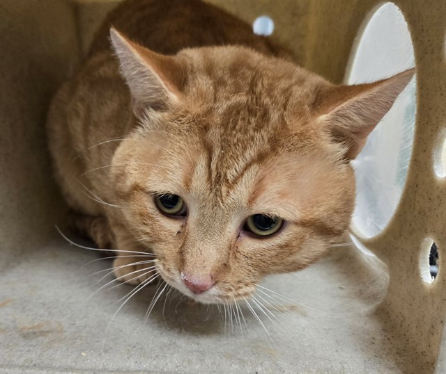 Adoptable Cat