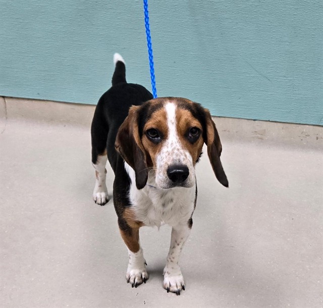 Adoptable Dog