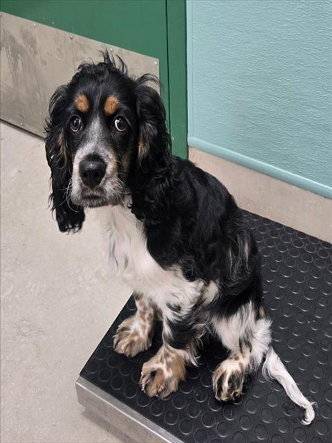 Adoptable Dog