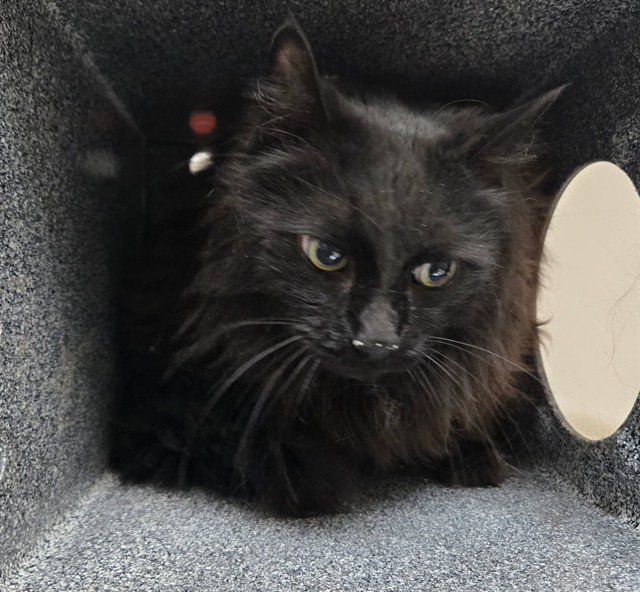 Merlin