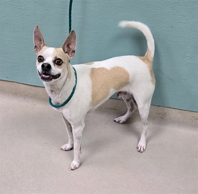 Chico