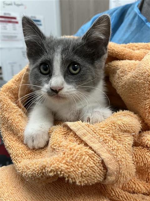Adoptable Cat