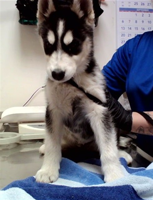 Adoptable Dog