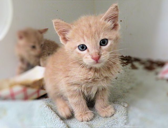 Adoptable Cat