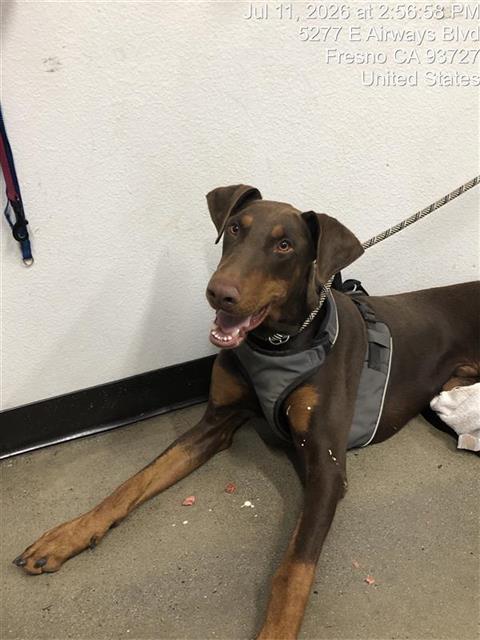 Adoptable Dog