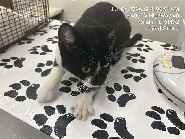 Adoptable Cat