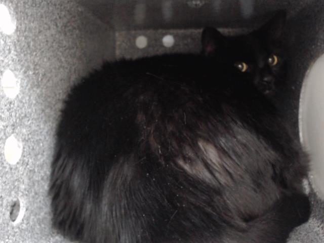 Sable