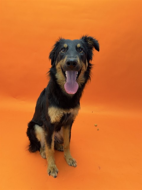 Harmony - Adoption Pending