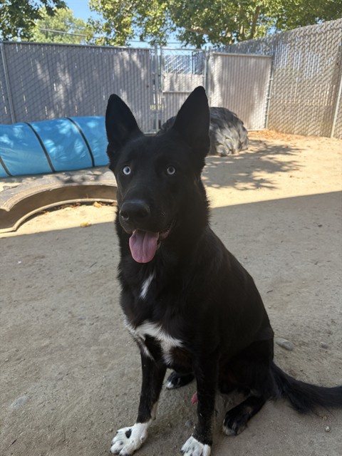 Adoptable Dog