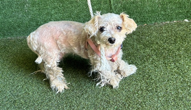 Adoptable Dog
