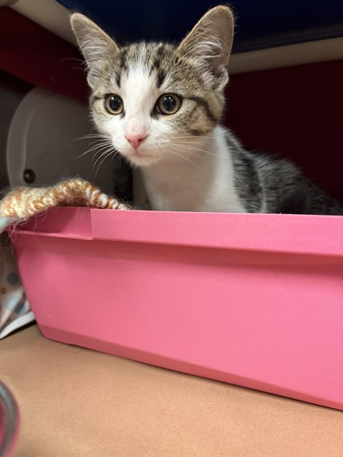 Leo