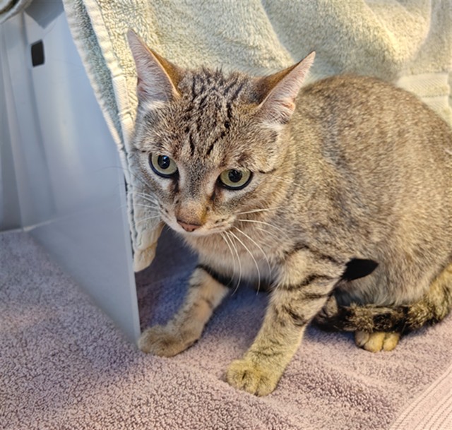 Adoptable Cat