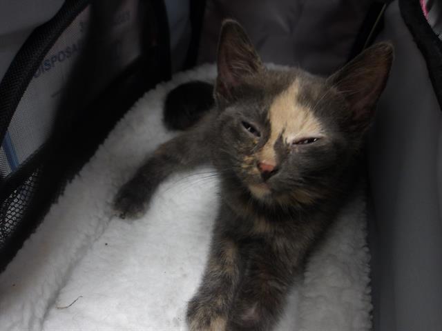 Adoptable Cat