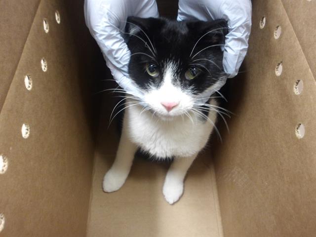 Adoptable Cat