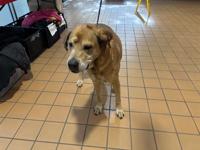 Adoptable Dog