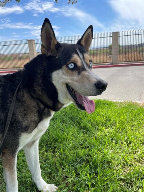 Duke