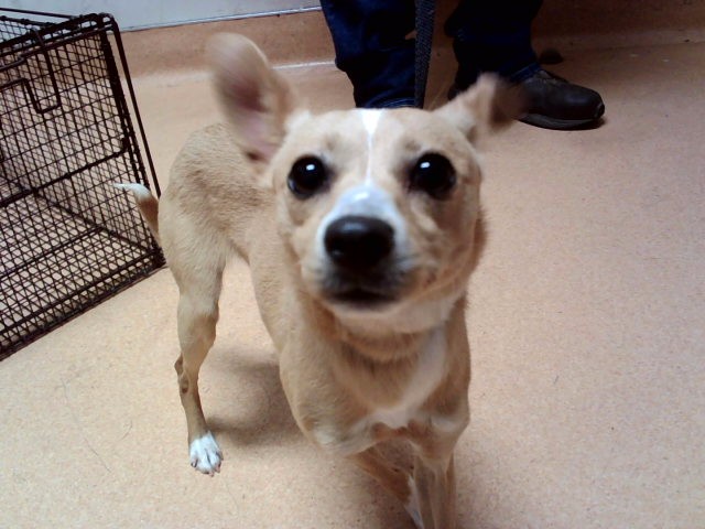 Adoptable Dog