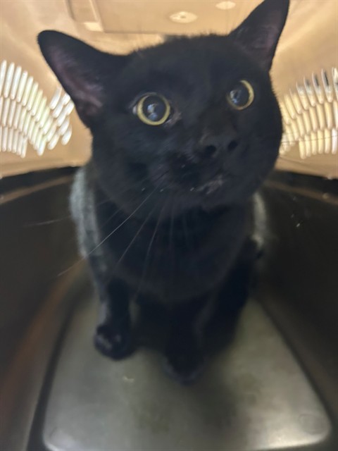 Salem