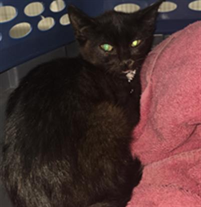 Adoptable Cat