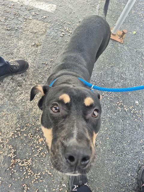 Adoptable Dog