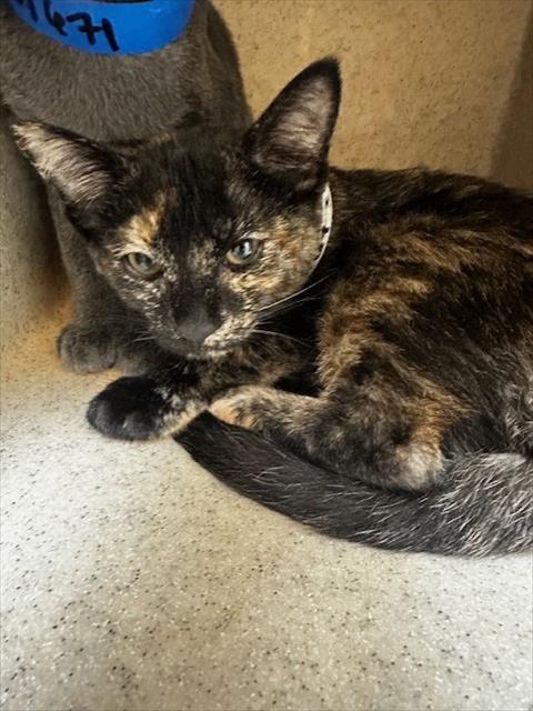 Adoptable Cat