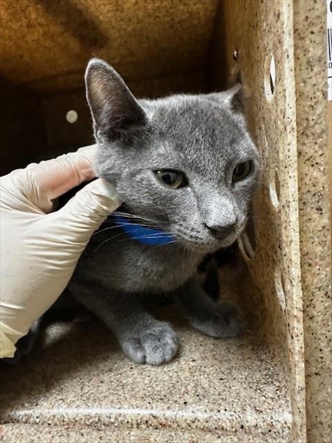 Adoptable Cat
