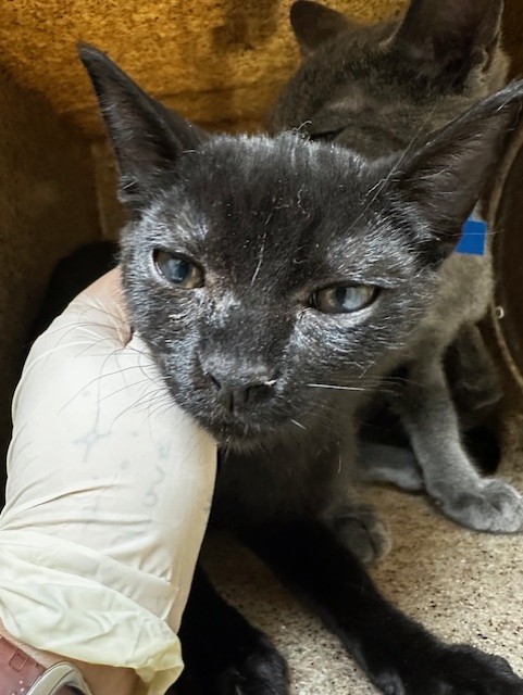Adoptable Cat