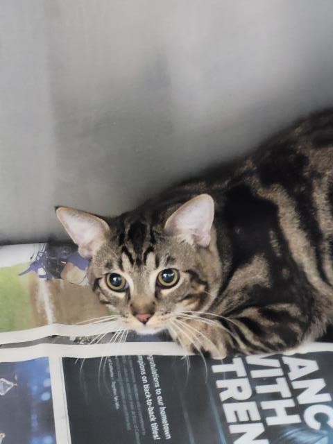 Adoptable Cat