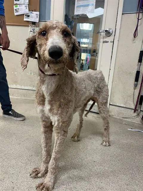 Adoptable Dog