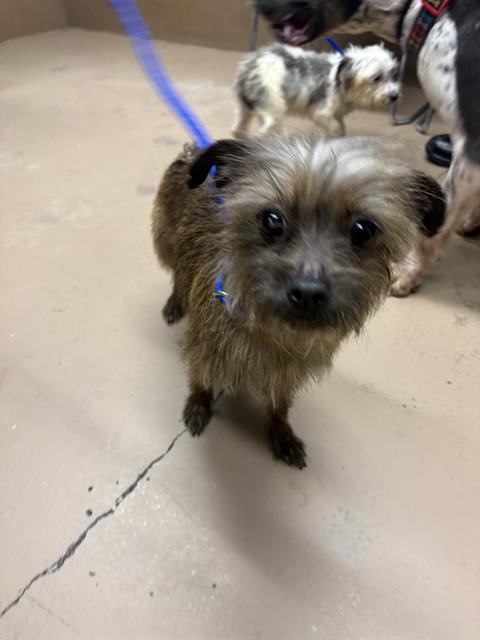 Adoptable Dog
