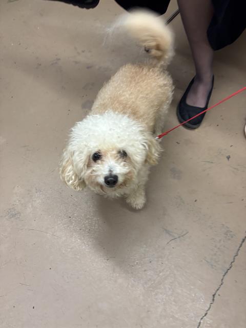 Adoptable Dog