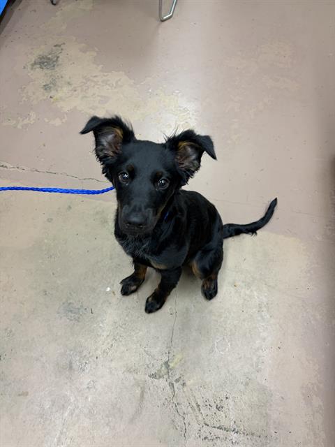 Adoptable Dog