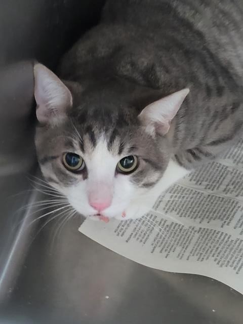 Adoptable Cat