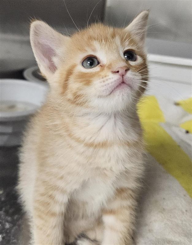 *Mo