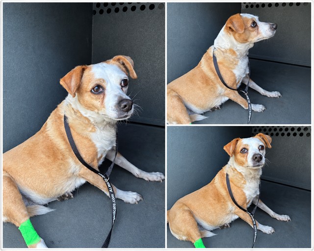 Adoptable Dog