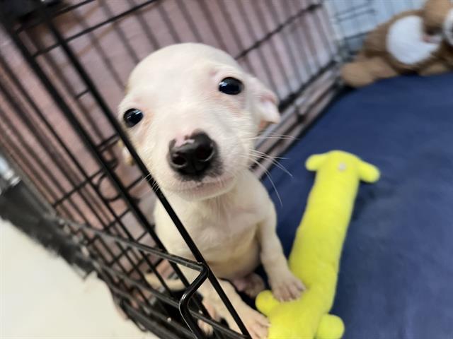 Adoptable Dog