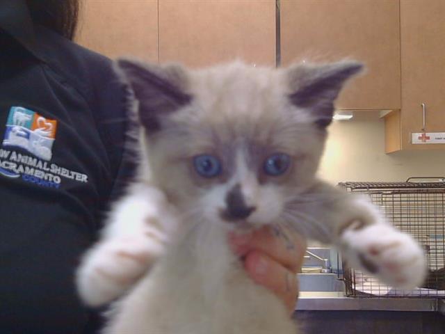 Adoptable Cat