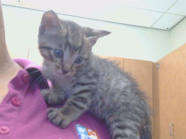 Adoptable Cat