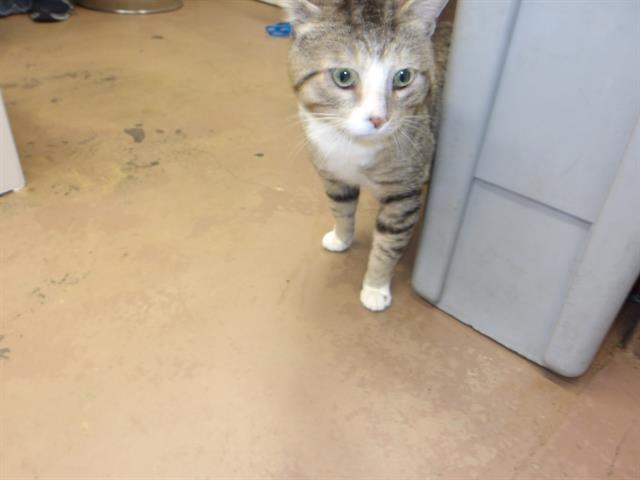 Adoptable Cat