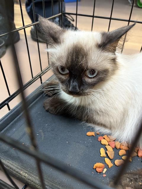 Adoptable Cat