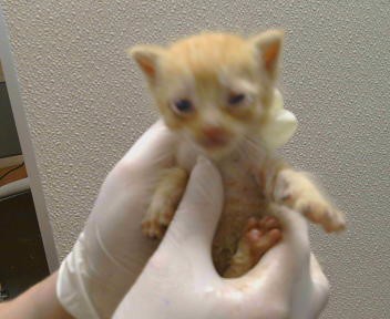 Lenard