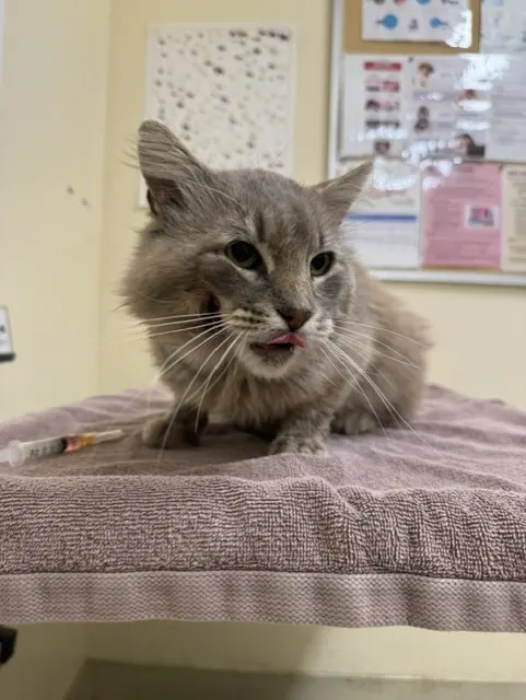 Adoptable Cat
